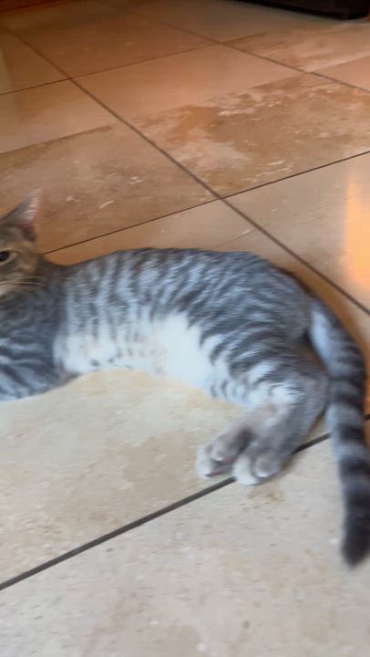 Enlarge Buddy, a Adopted Domestic Medium Hair in Moline, IL video 2/5