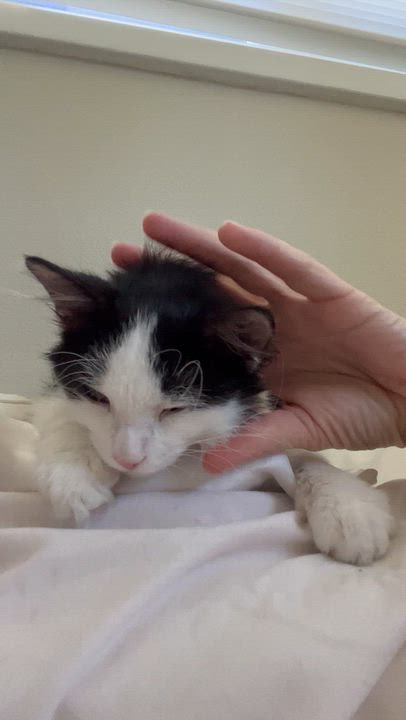 Enlarge Buddy, a Adopted Domestic Medium Hair in Moline, IL video 4/5