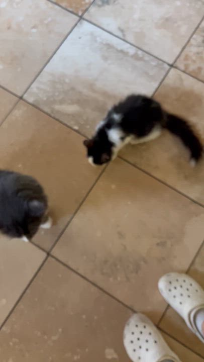 Enlarge Buddy, a Adopted Domestic Medium Hair in Moline, IL video 3/5