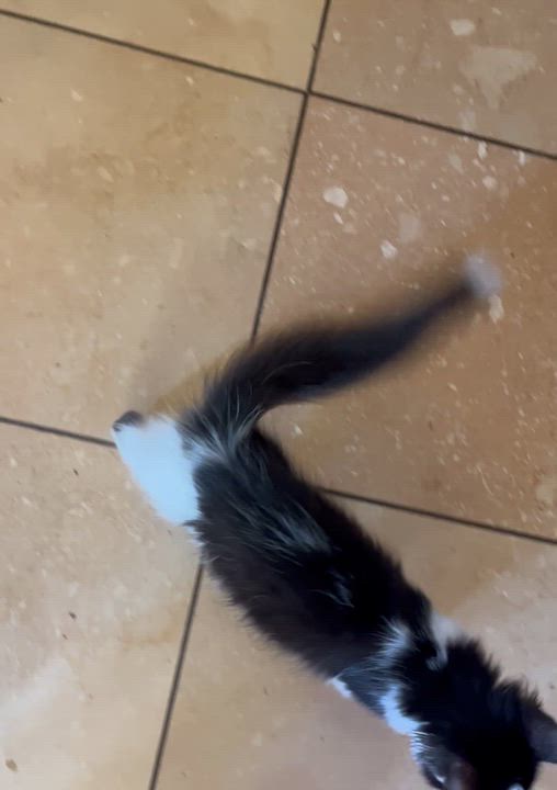 Enlarge Buddy, a Adopted Domestic Medium Hair in Moline, IL video 5/5