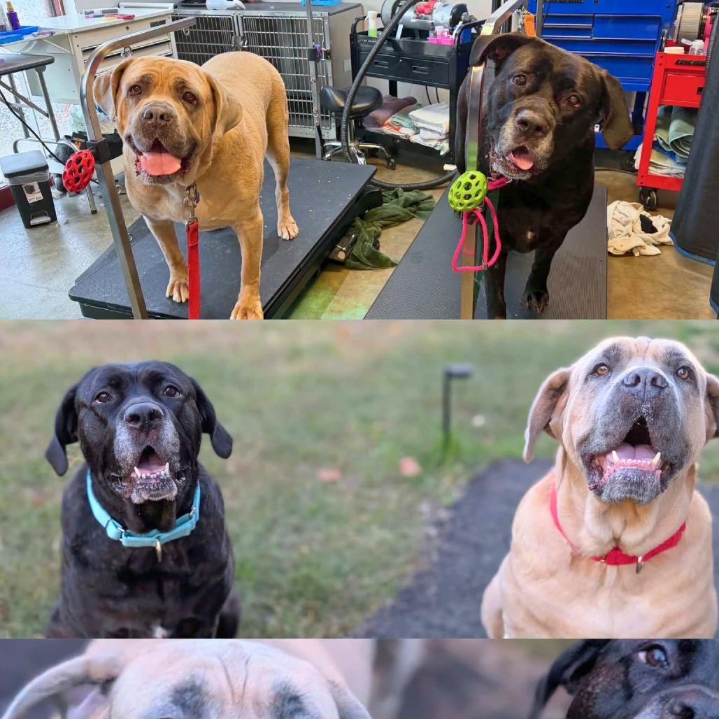 Gretel, Adoptable, Adult Female Mixed Breed.
