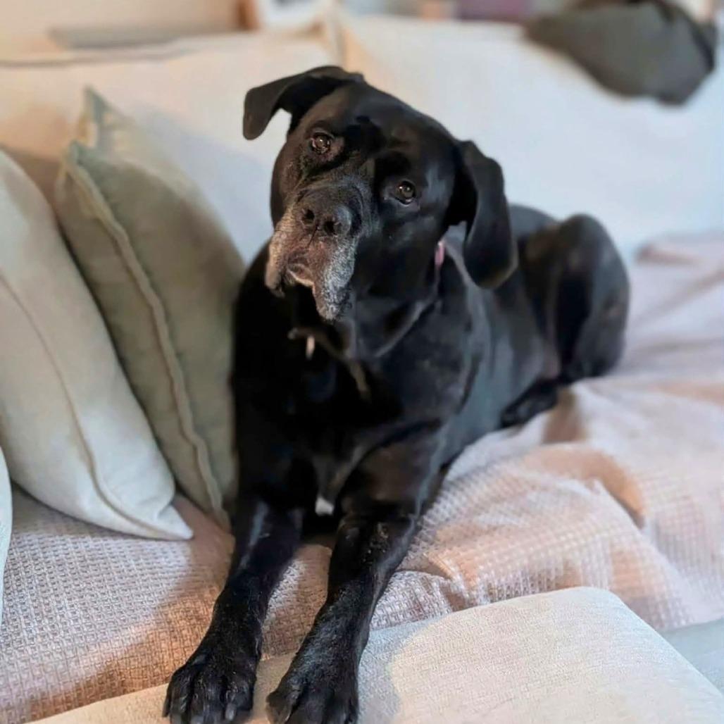 Enlarge Gretel, a Adoptable Mixed Breed in South Portland, ME image 2/4