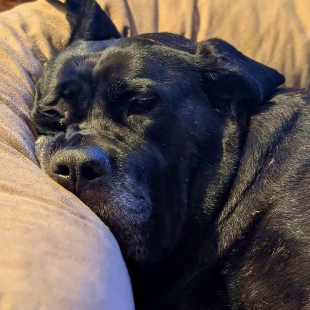 Enlarge Gretel, a Adoptable Mixed Breed in South Portland, ME image 4/4