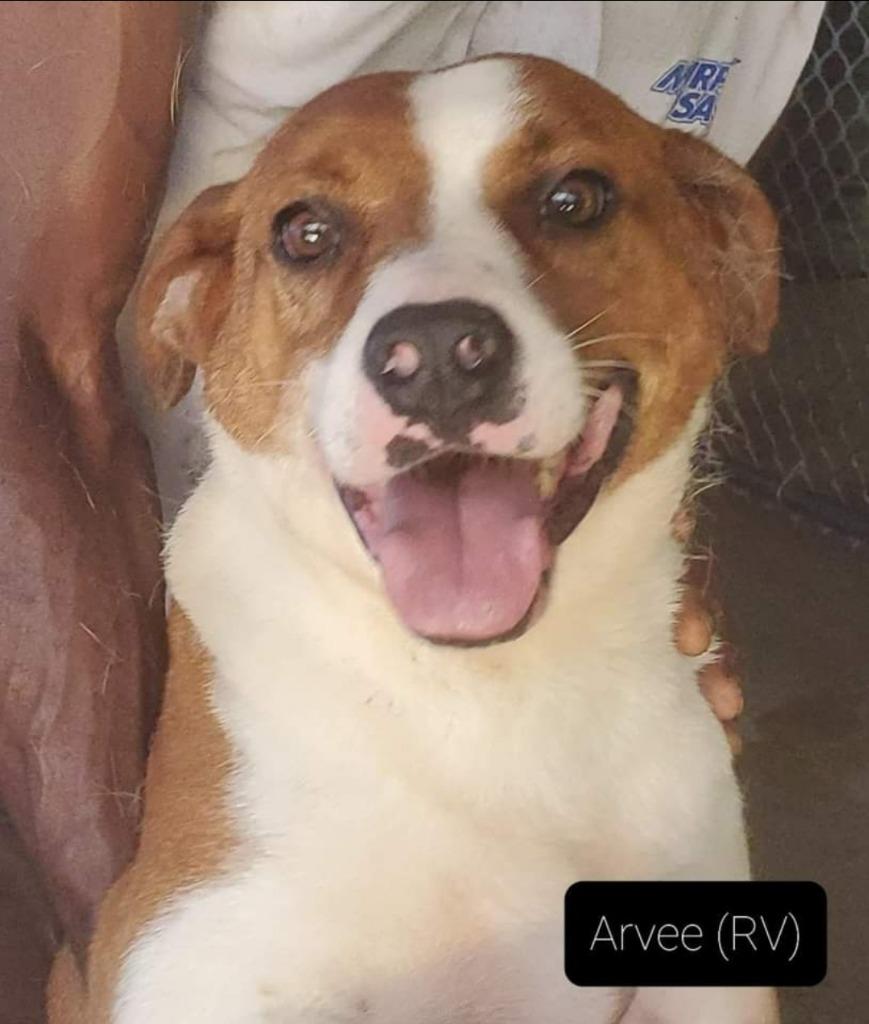 Enlarge Arvee, a Adoptable mixed breed in El Dorado, AR image 1/1