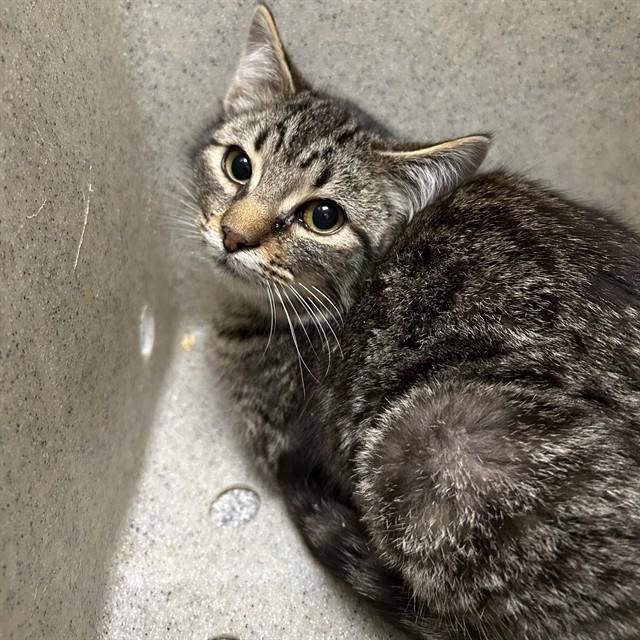 Enlarge XLR8, a Adoptable Domestic Short Hair in Lincolnton, NC image 1/1