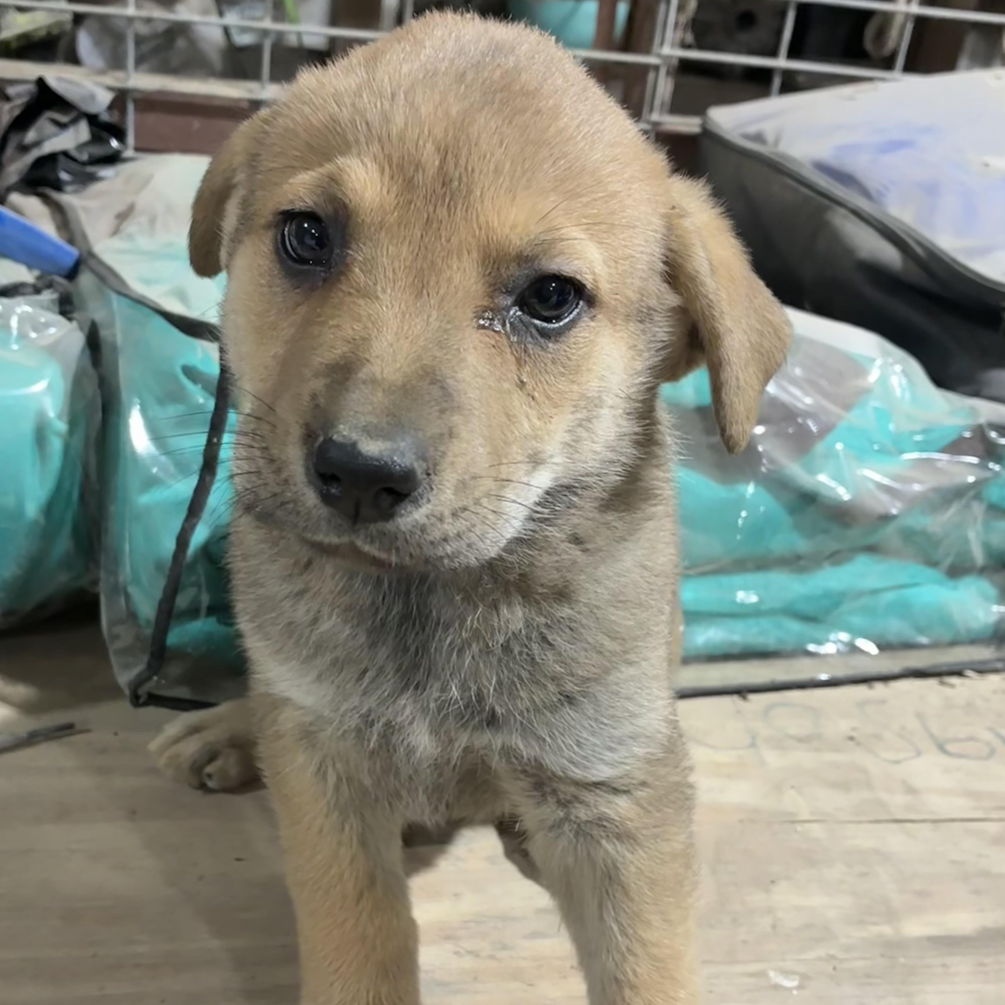 Enlarge Julip, an adopted mixed breed in Toledo, OH image 5/6