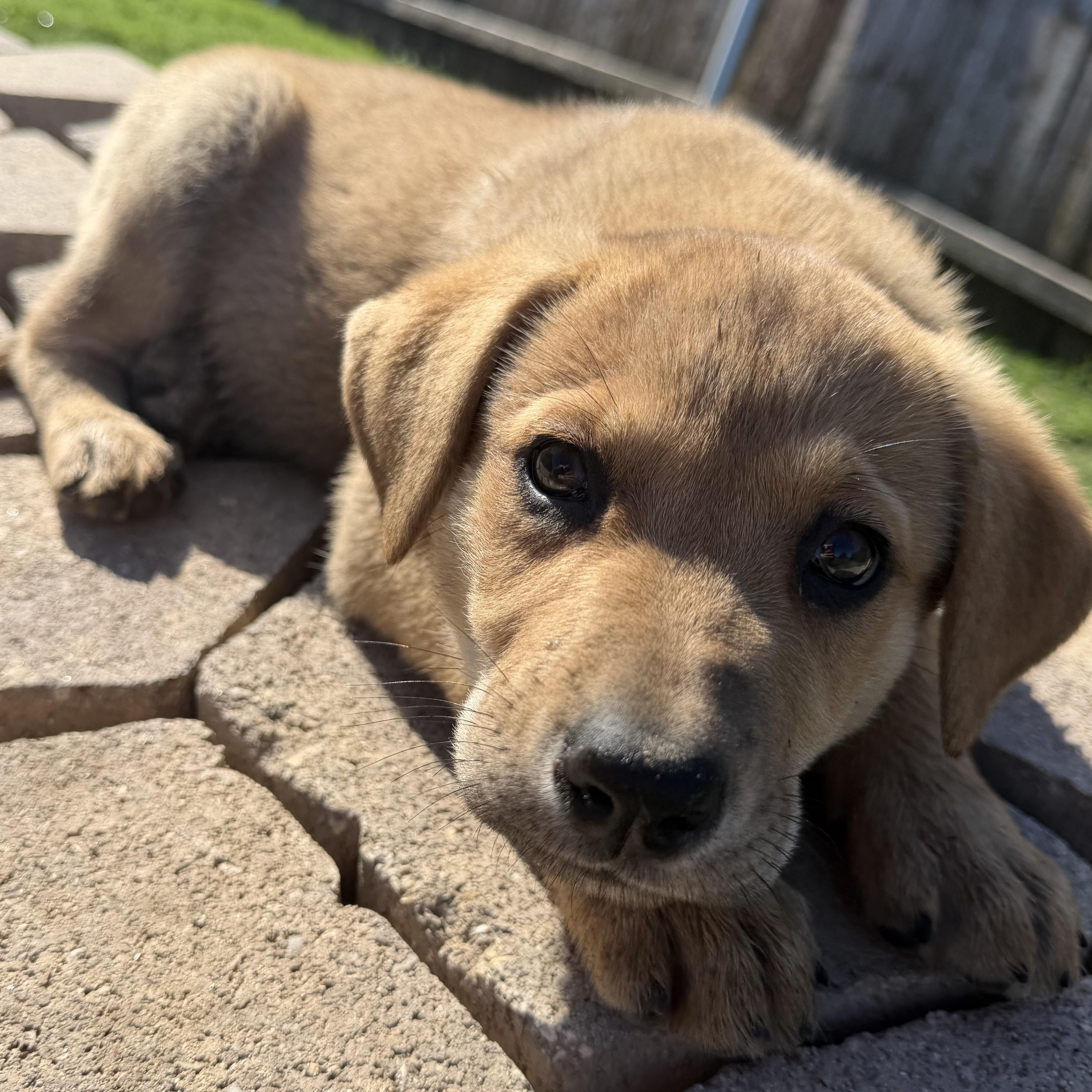 Enlarge Julip, an adopted mixed breed in Toledo, OH image 2/6