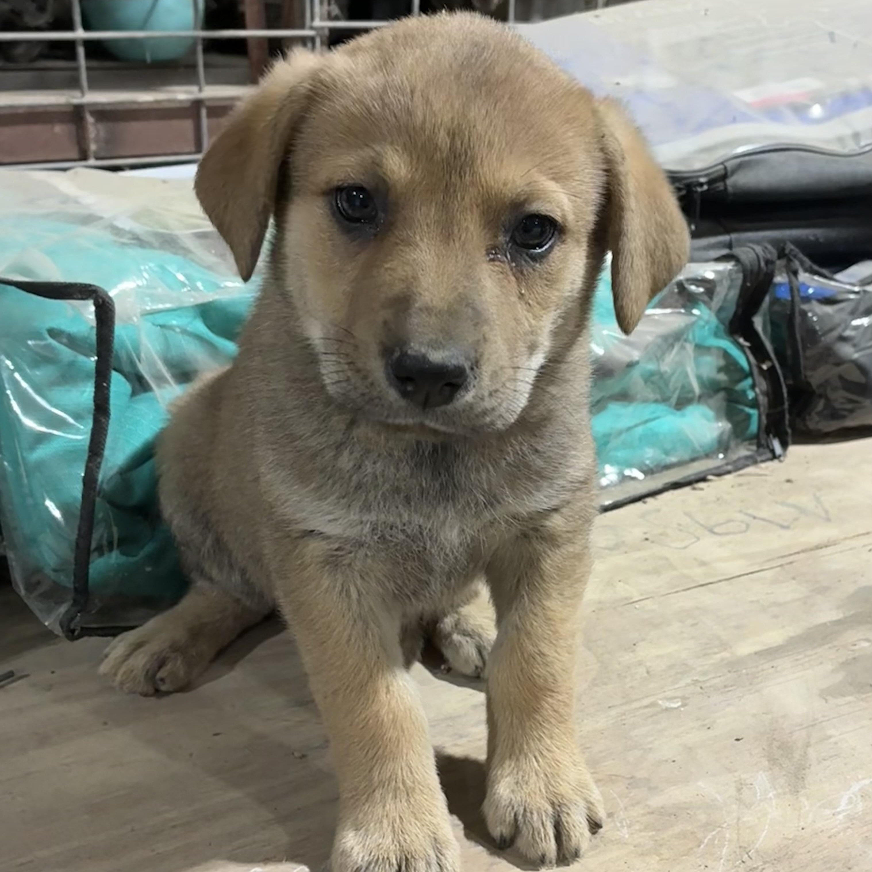 Enlarge Julip, an adopted mixed breed in Toledo, OH image 3/6