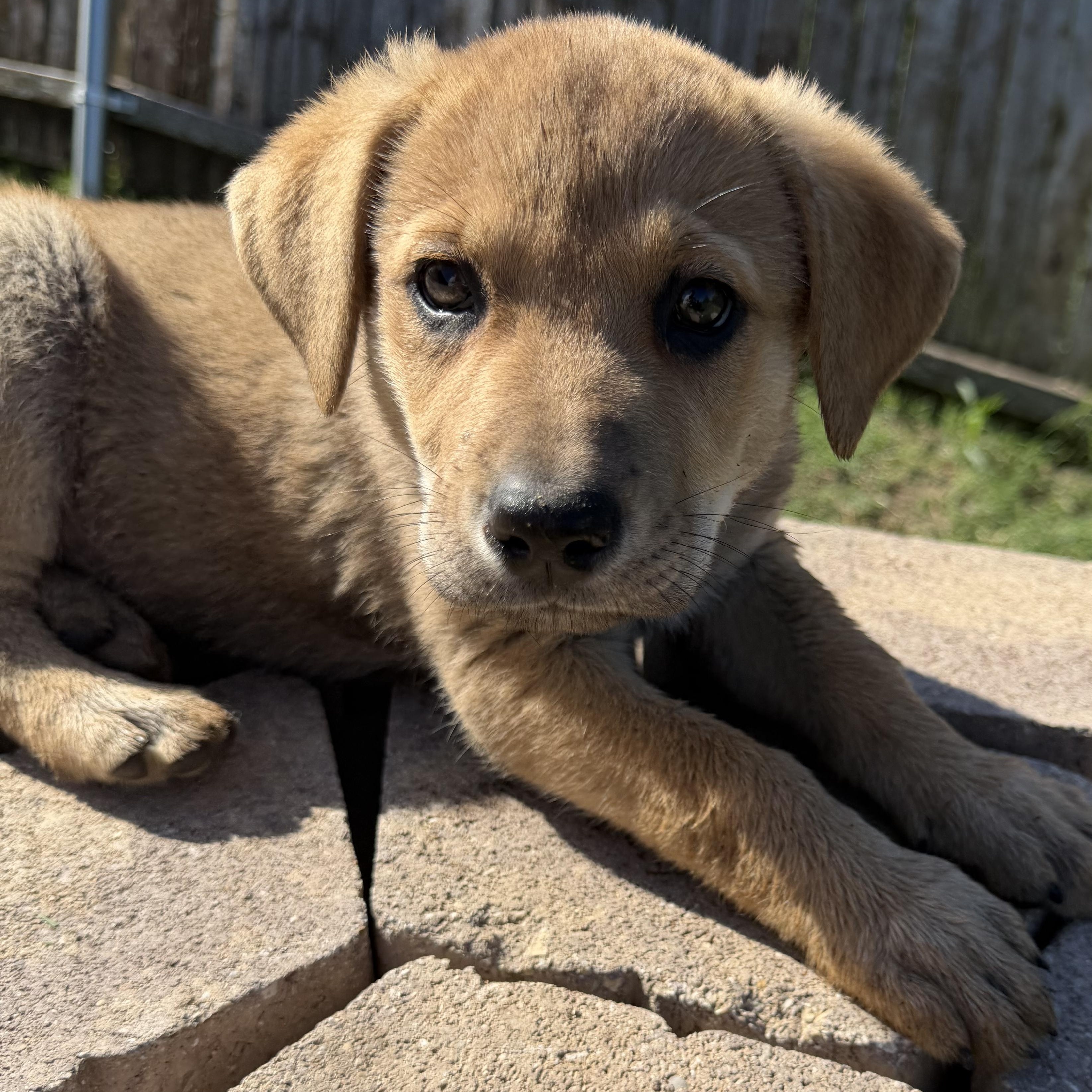 Enlarge Julip, an adopted mixed breed in Toledo, OH image 1/6