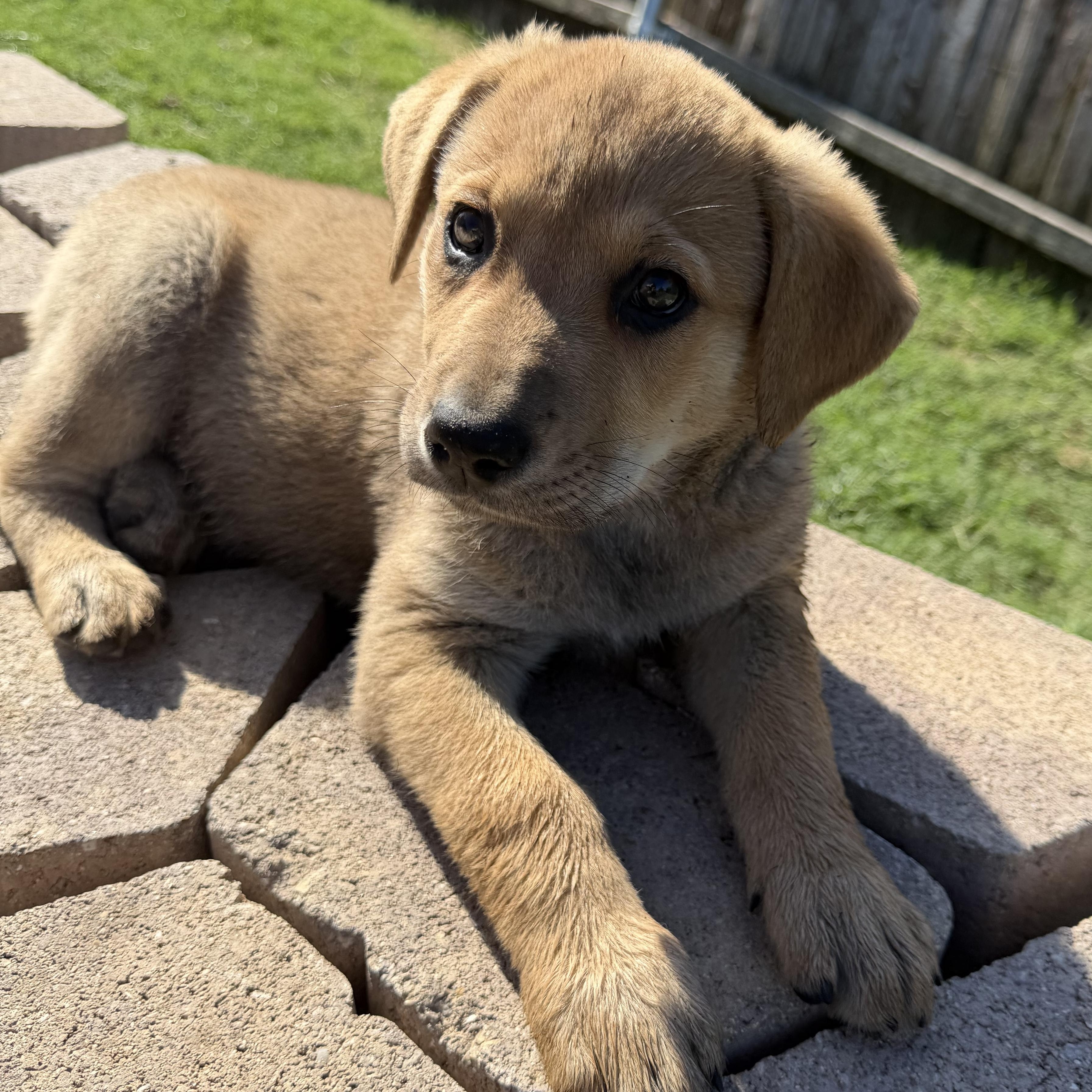 Enlarge Julip, an adopted mixed breed in Toledo, OH image 4/6