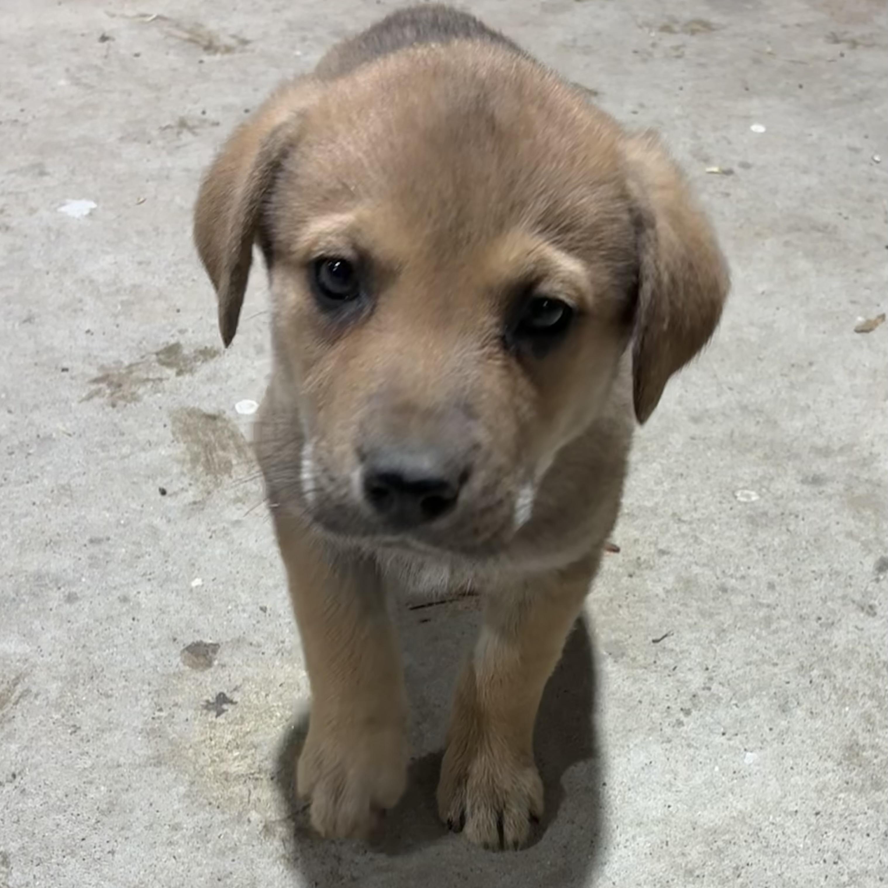 Enlarge Julip, an adopted mixed breed in Toledo, OH image 6/6