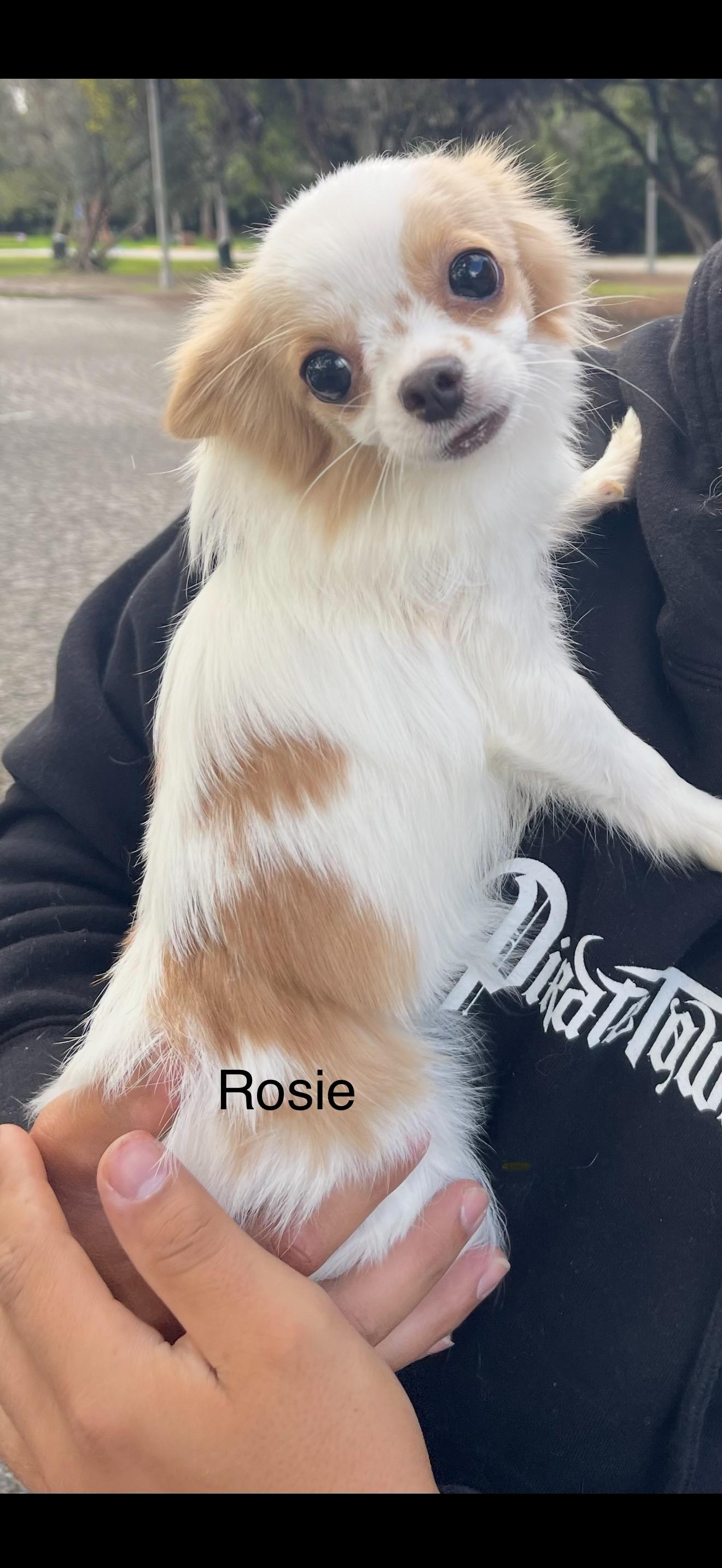 Rosie - The Sweetie Pie, an adopted Chihuahua image 2/2