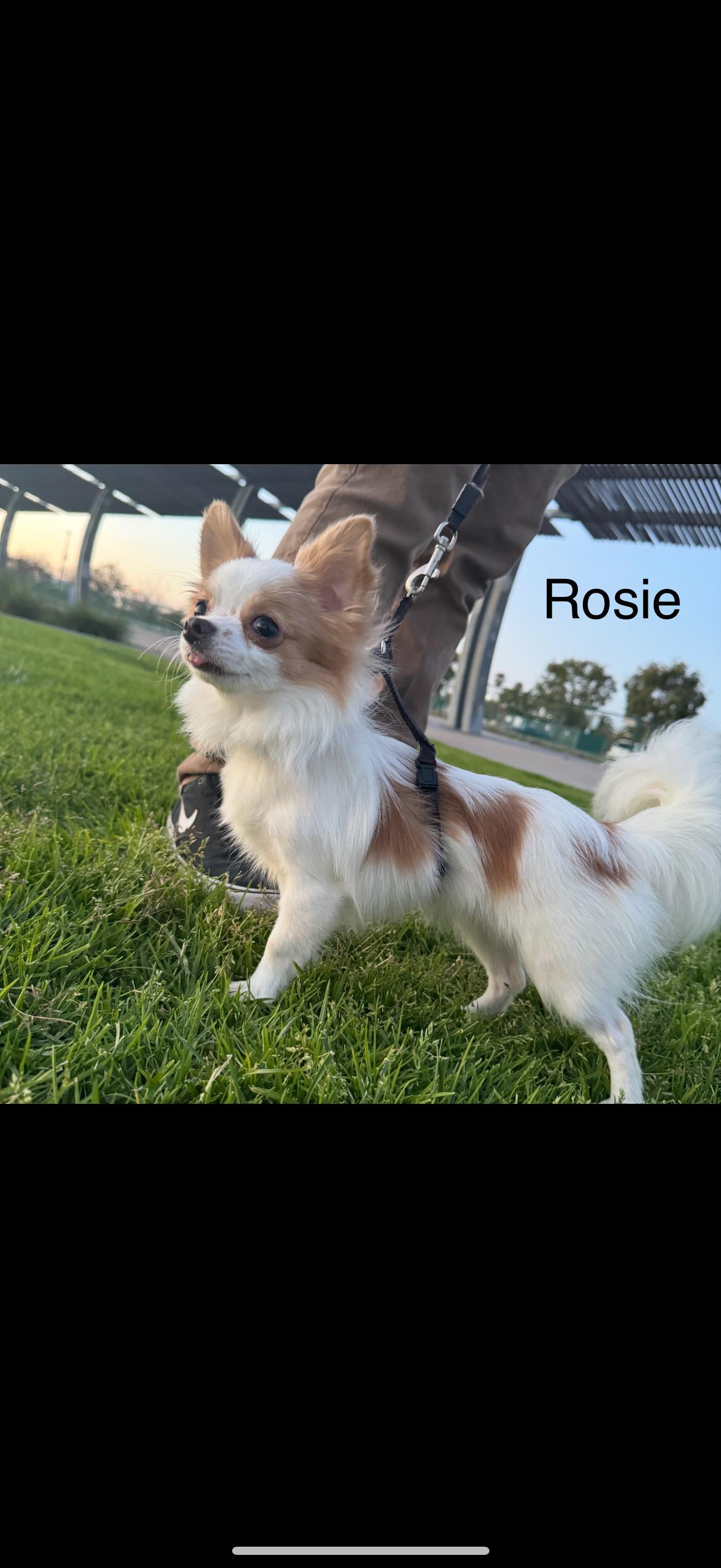 Rosie - The Sweetie Pie, an adopted Chihuahua image 1/2