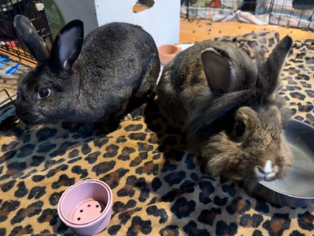 Betty & Toasty, a Adoptable mixed breed in Cleveland, OH image 1/4