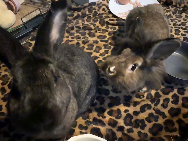 Betty & Toasty, a Adoptable mixed breed in Cleveland, OH image 2/4