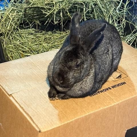 Betty & Toasty, a Adoptable mixed breed in Cleveland, OH image 3/4