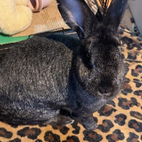 Betty & Toasty, a Adoptable mixed breed in Cleveland, OH image 4/4