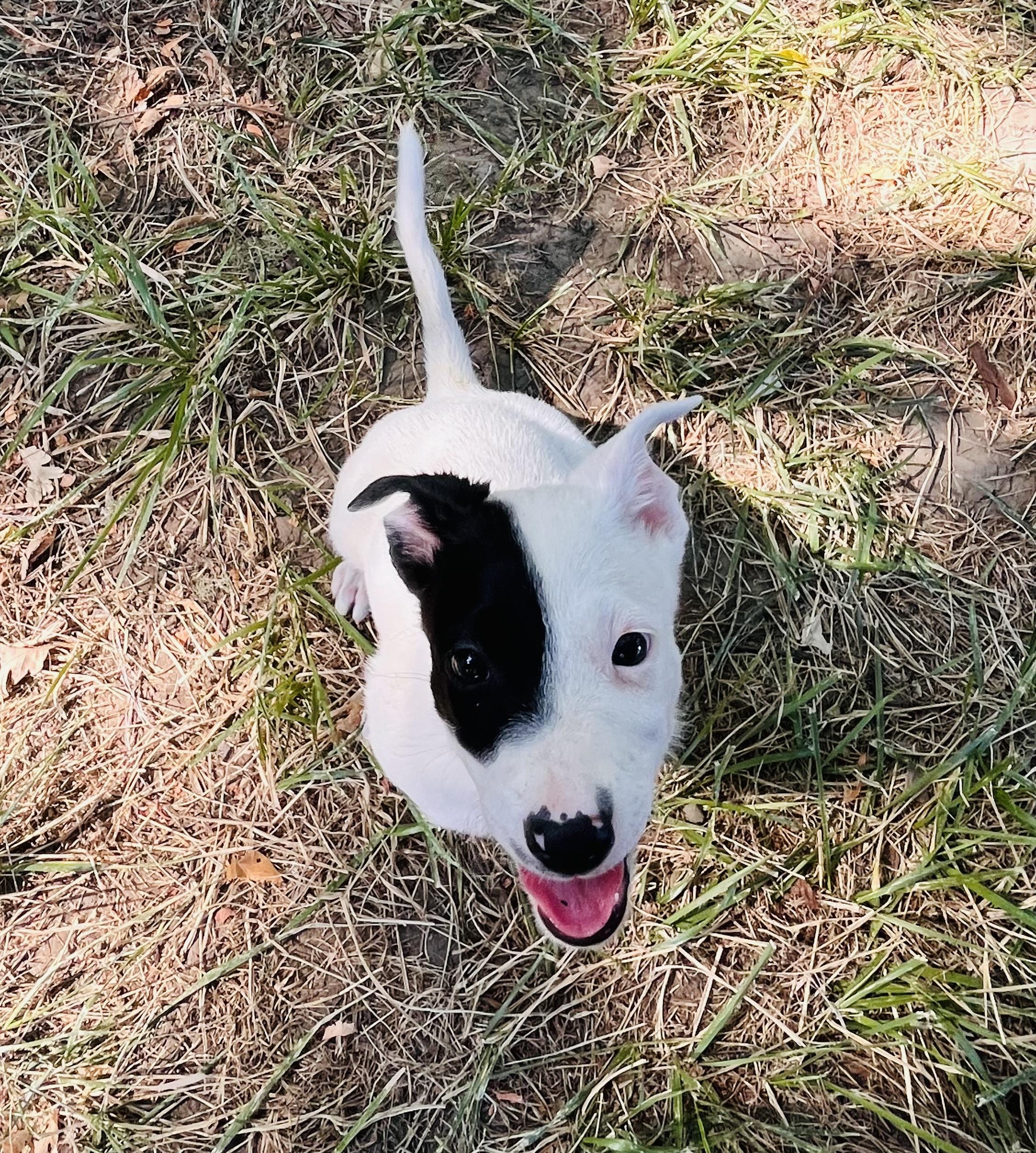 Hermon, Adopted, Puppy Female Border Collie & McNab.