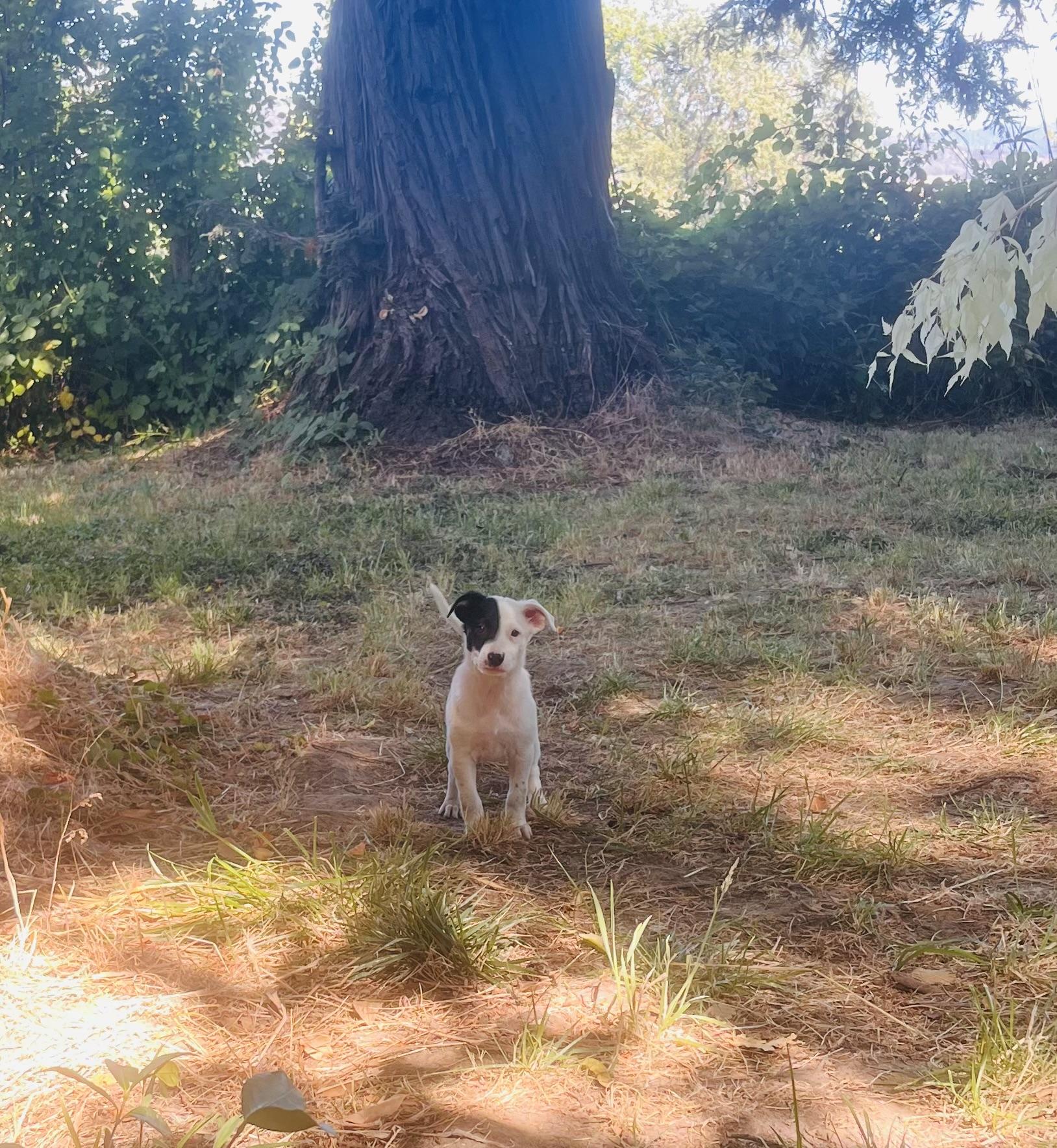 Hermon, a Adopted mixed breed in Petaluma , CA image 2/4