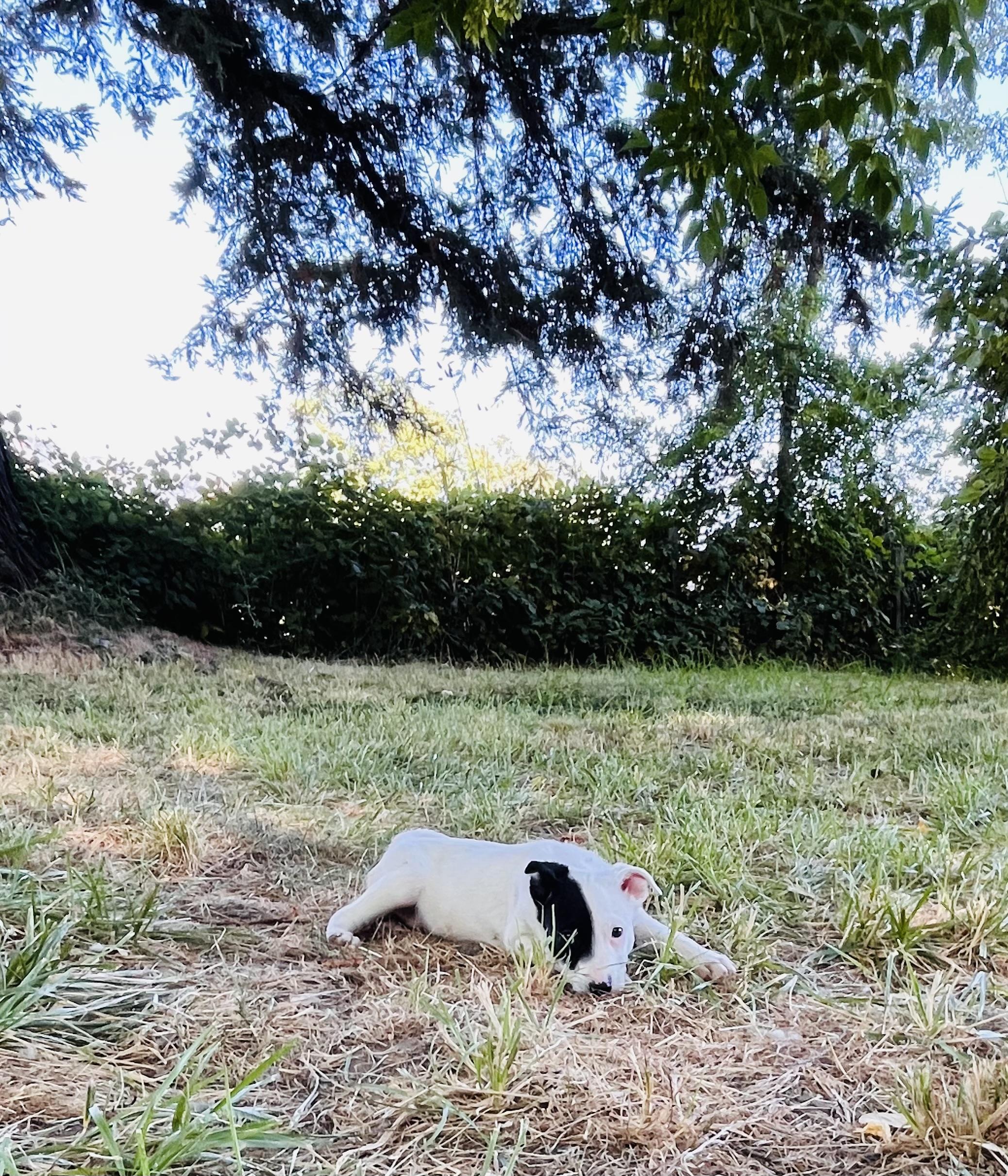 Hermon, a Adopted mixed breed in Petaluma , CA image 3/4