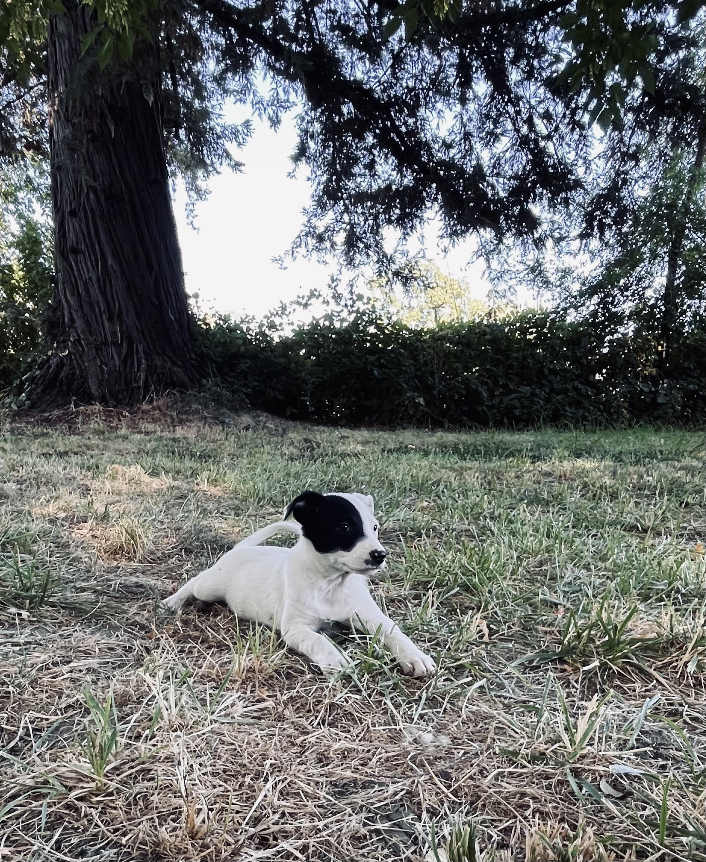 Hermon, Adopted, Puppy Female Border Collie & McNab.