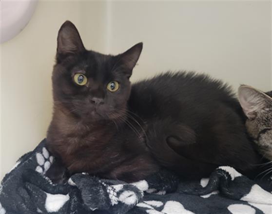 ESPRESSO, Adoptable, Young Male Domestic Short Hair.