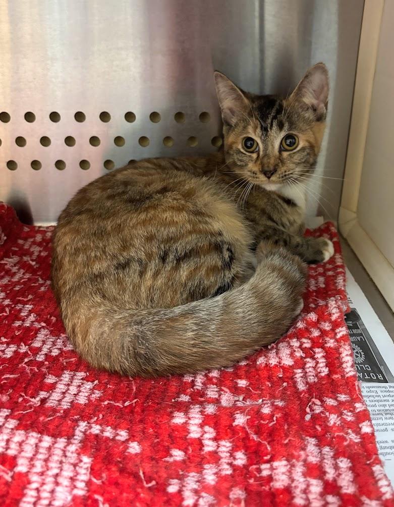 Boo (25-C0275), an adoption pending Domestic Short Hair image 4/6