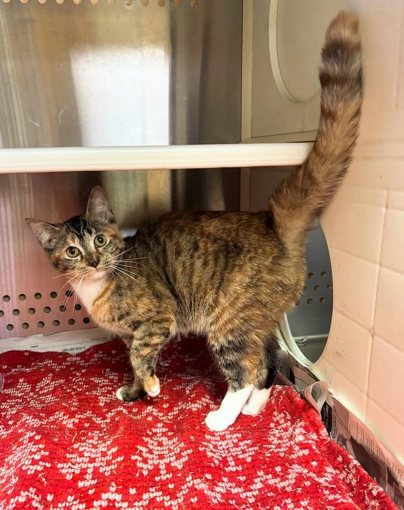 Boo (25-C0275), an adoption pending Domestic Short Hair image 2/6