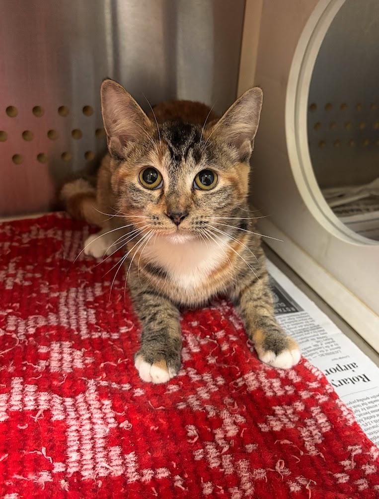 Boo (25-C0275), an adoption pending Domestic Short Hair image 5/6