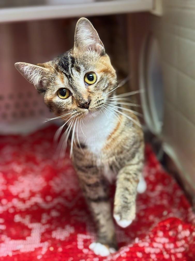 Boo (25-C0275), an adoption pending Domestic Short Hair image 1/6