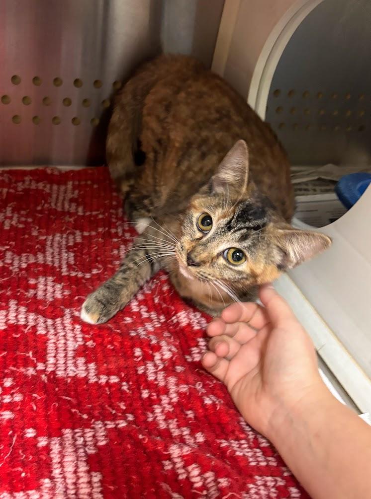 Boo (25-C0275), an adoption pending Domestic Short Hair image 6/6