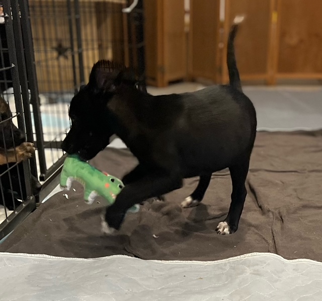 Dog for adoption Chase, a Labrador Retriever & Shepherd Mix in