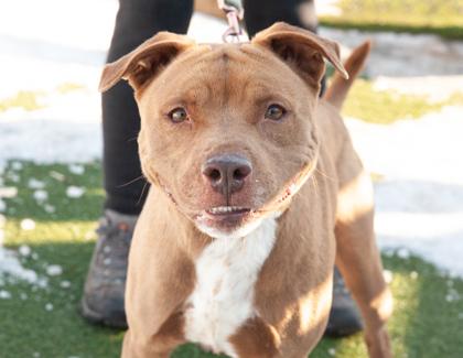 Moose — thumbnail 2