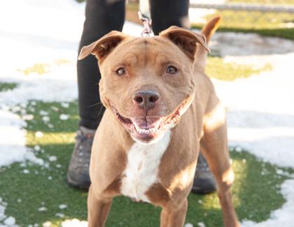 Moose — thumbnail 3