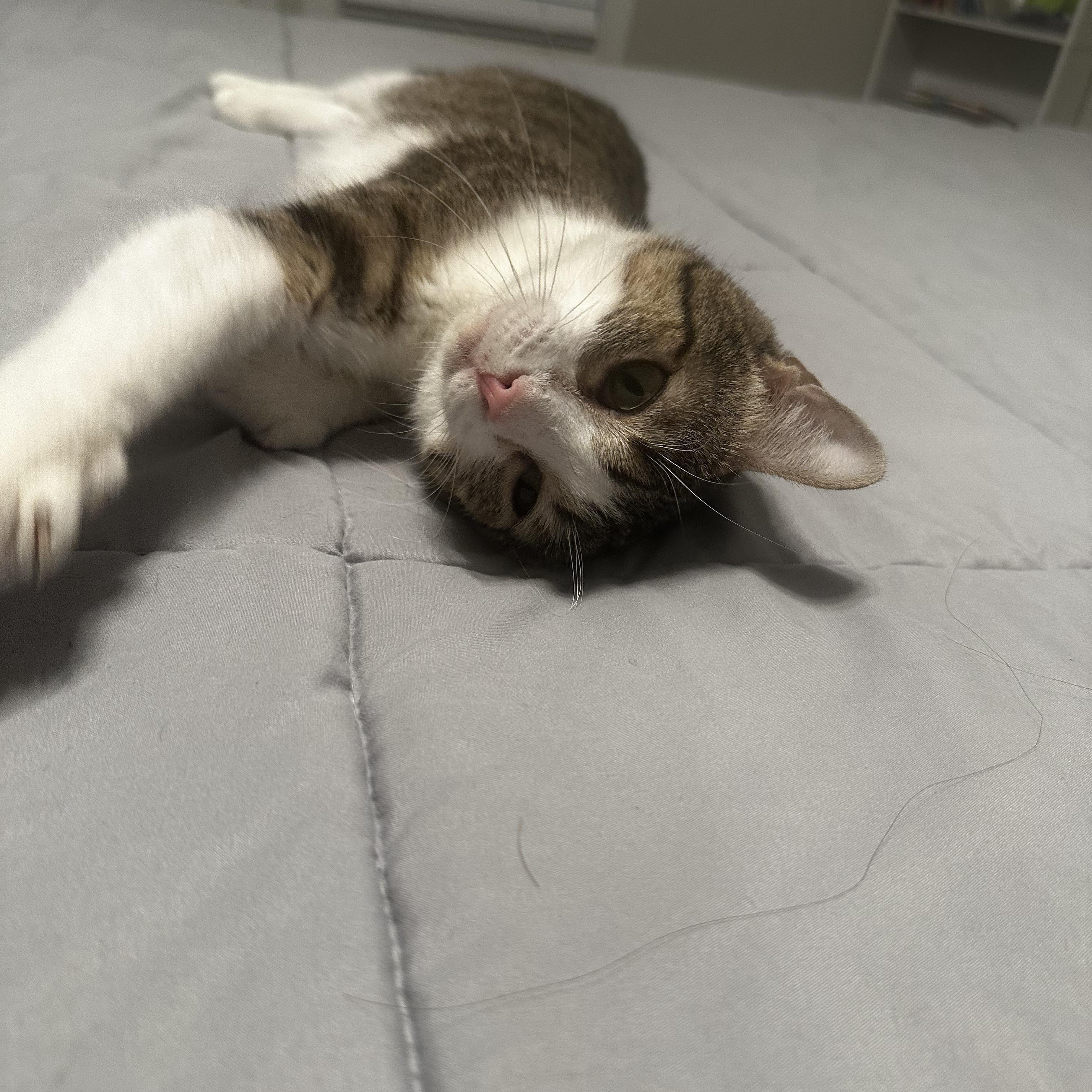 Honey, ADOPTABLE, Adult Female Domestic Short Hair.