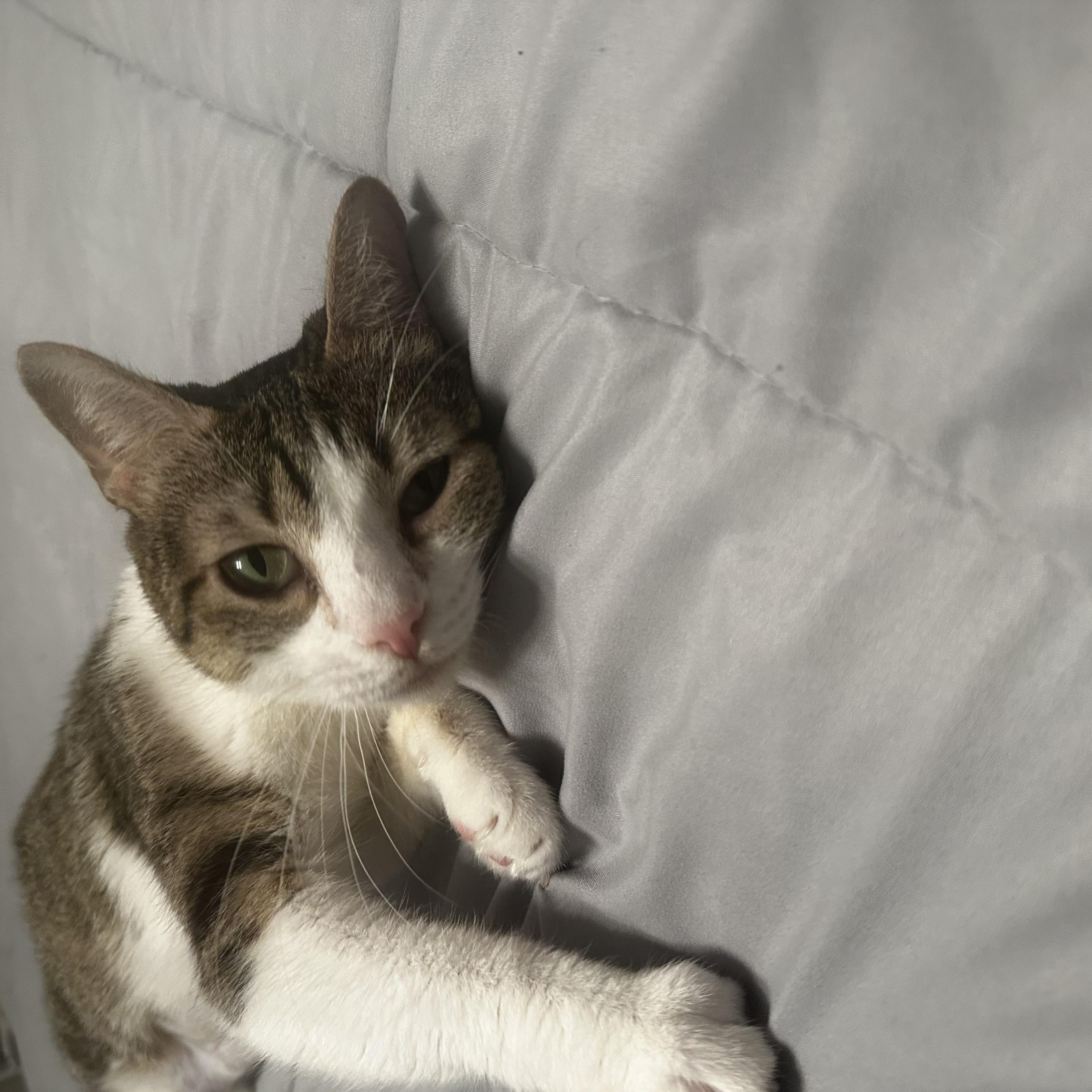 Enlarge Honey, a ADOPTABLE Domestic Short Hair in Woodlawn, TN image 3/3