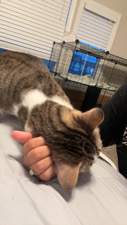 Enlarge Honey, a ADOPTABLE Domestic Short Hair in Woodlawn, TN video 1/3