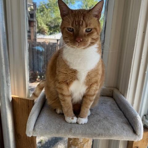 Enlarge Bryce, a Adoptable Domestic Short Hair in Ottawa, ON image 2/4