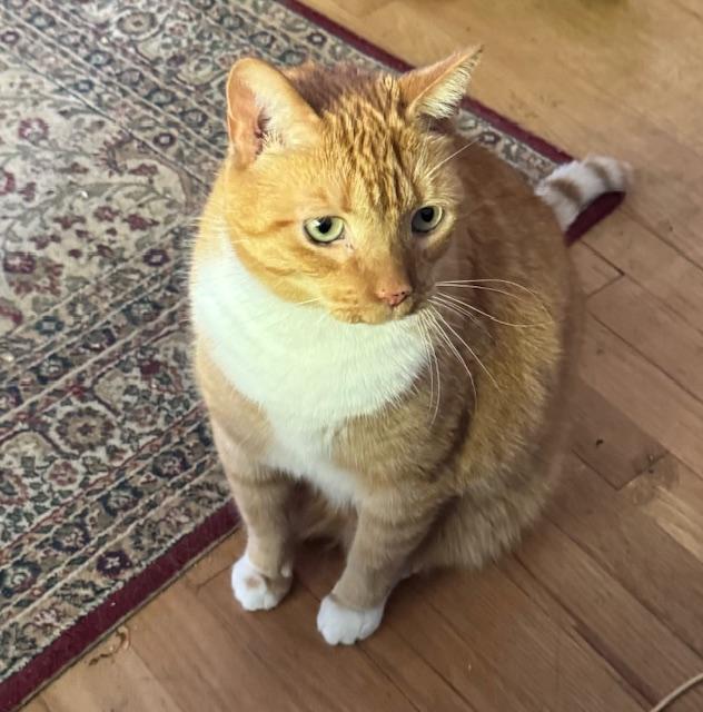 Bryce, Adoptable, Adult Male Domestic Short Hair.