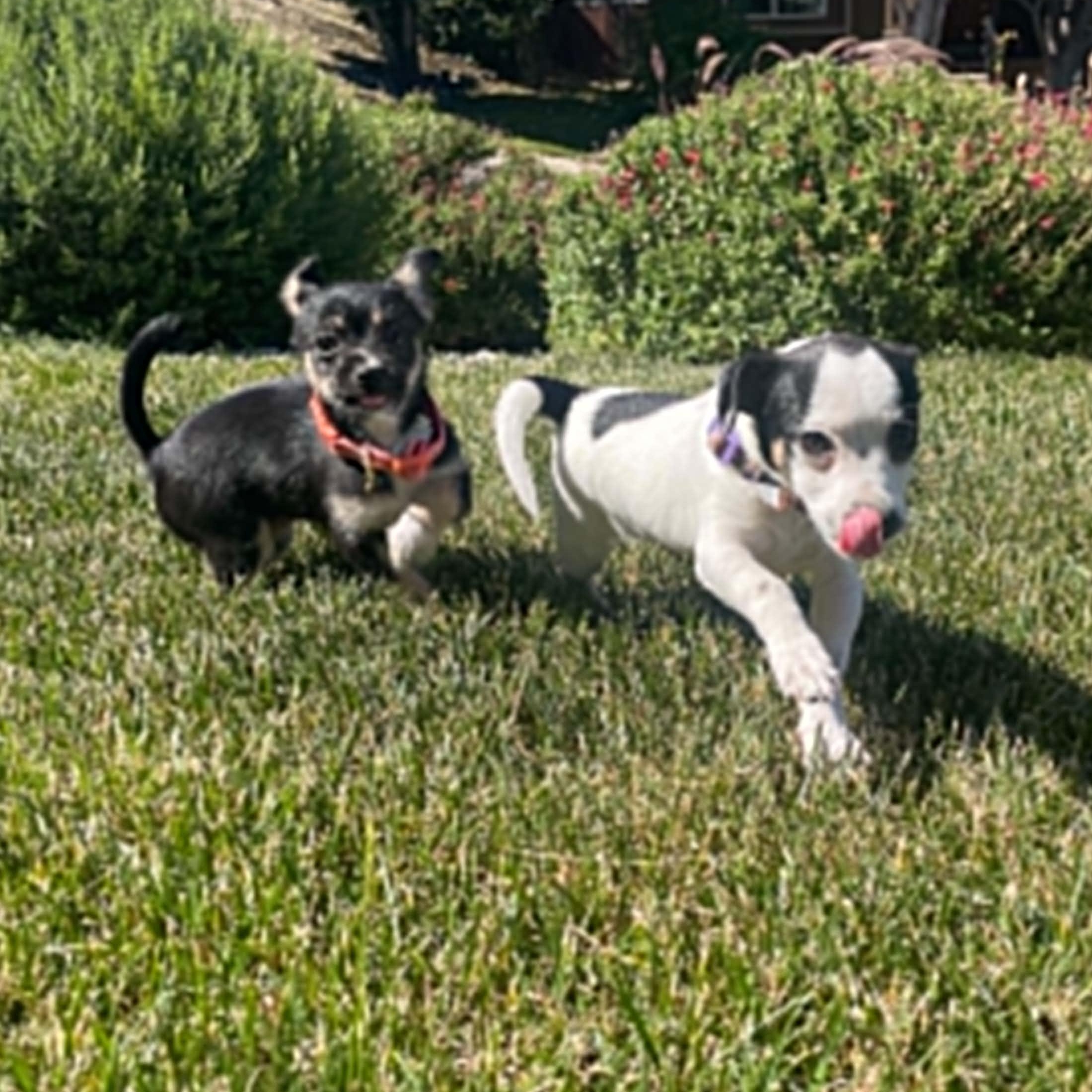 Madison, an adopted mixed breed in Antioch, CA image 5/6