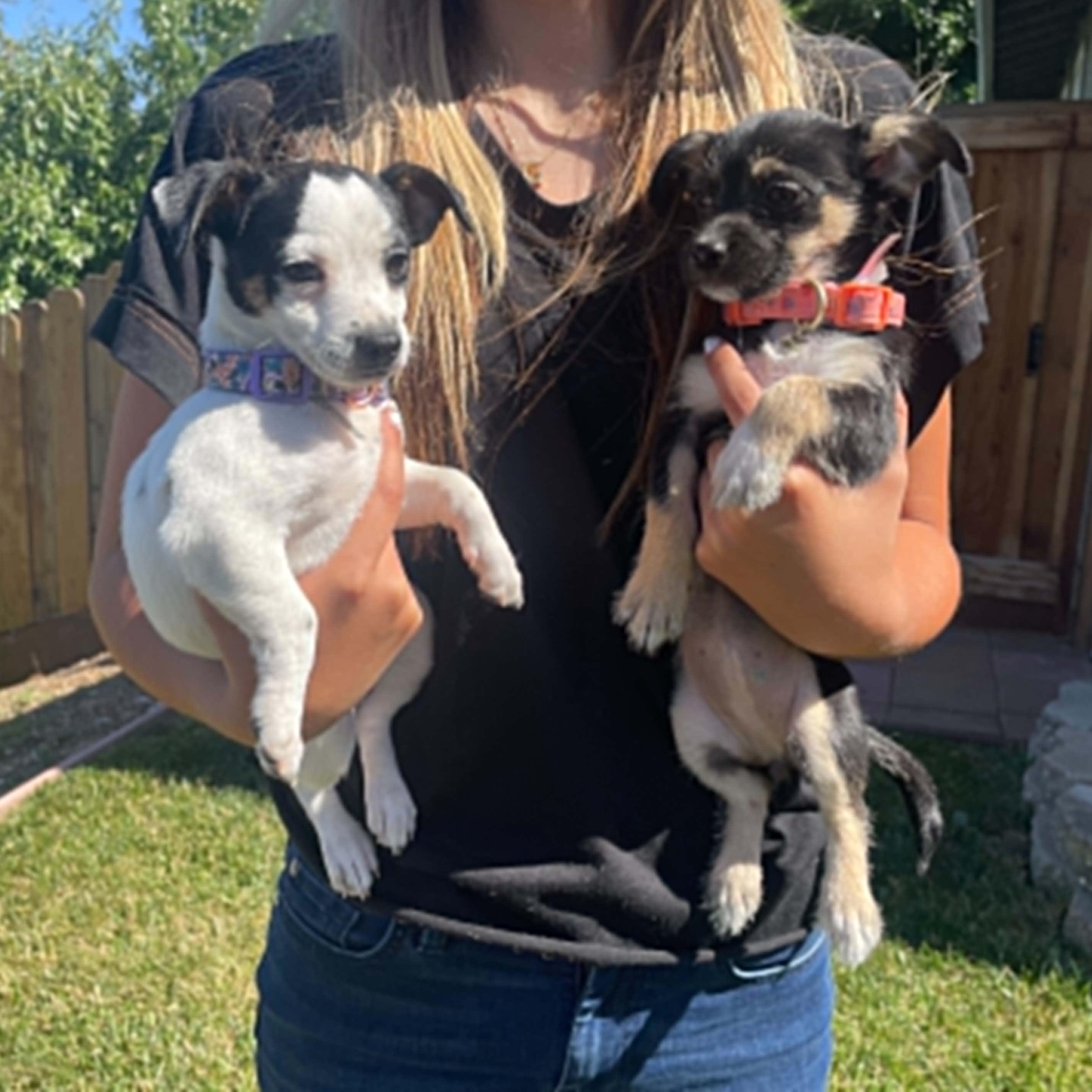 Madison, an adopted mixed breed in Antioch, CA image 6/6