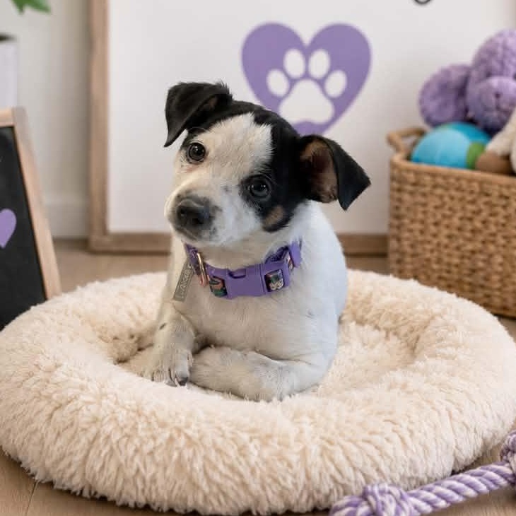 Madison, adopted, Puppy Female Chihuahua & Dachshund.