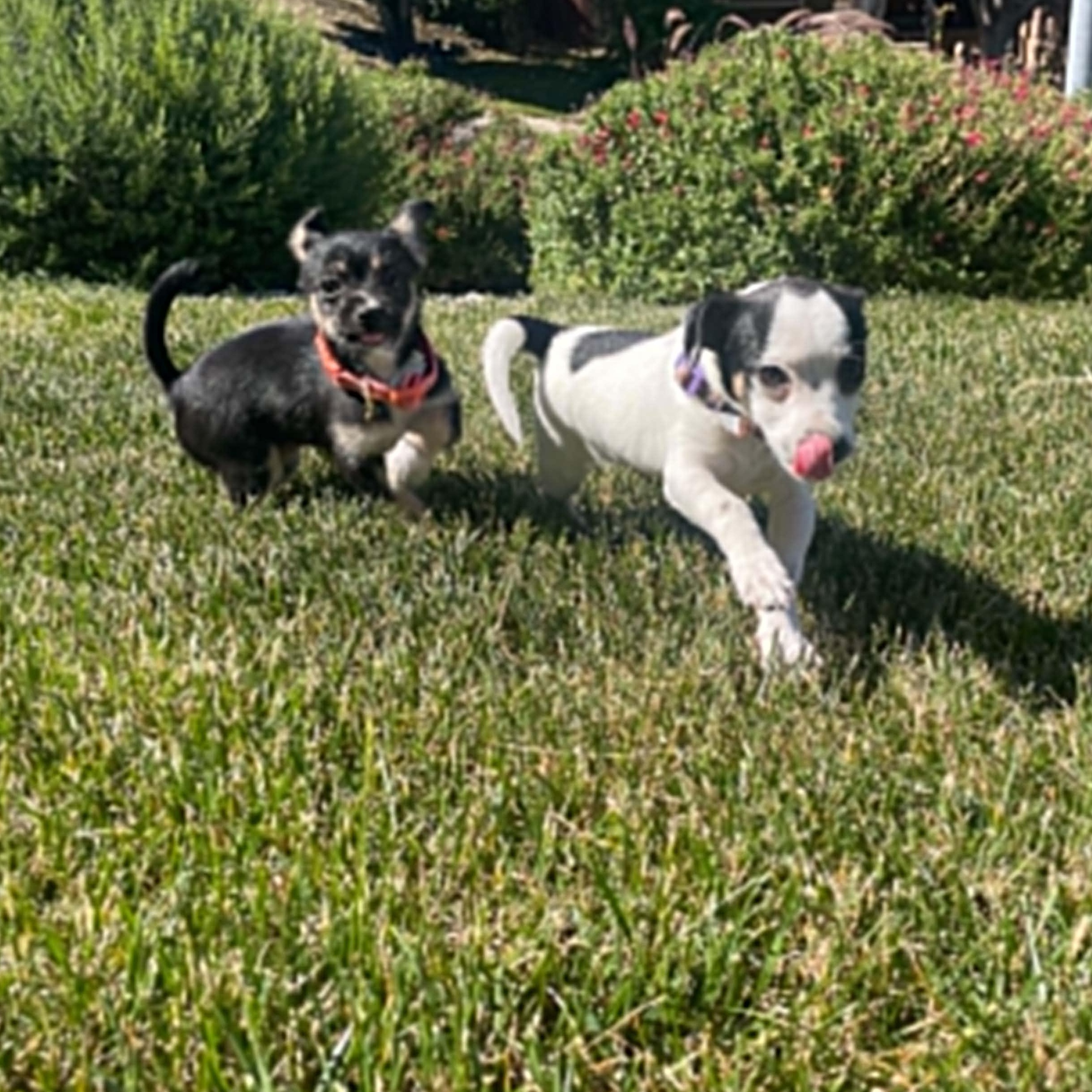 Madison, an adopted mixed breed in Antioch, CA image 4/6