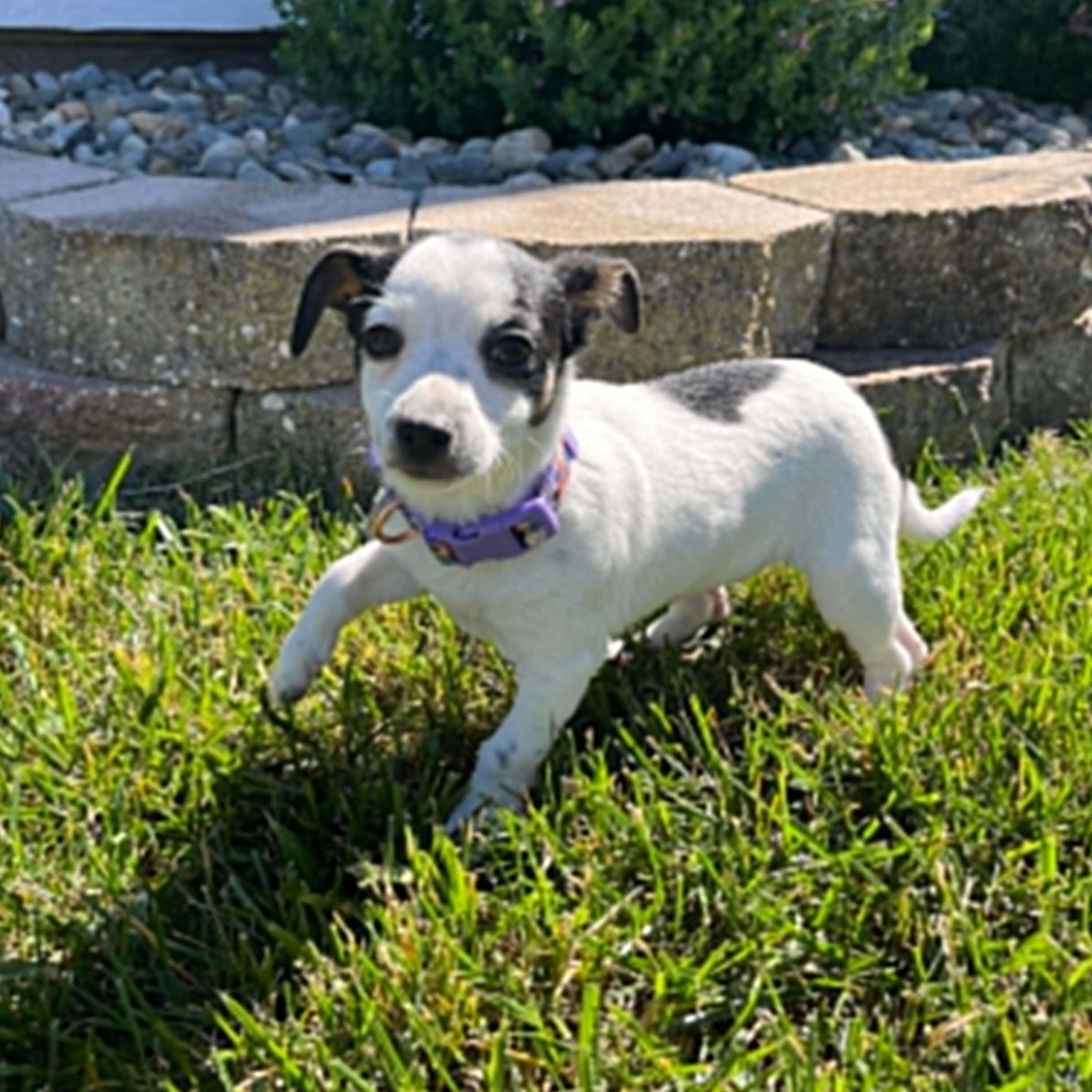 Madison, an adopted mixed breed in Antioch, CA image 3/6