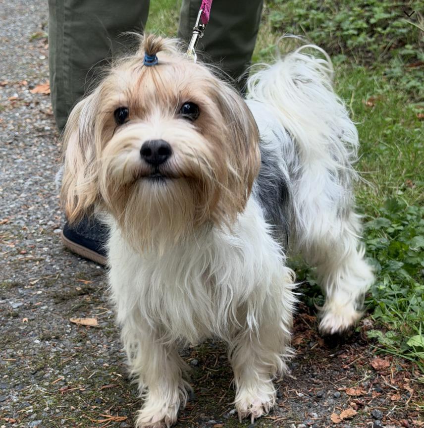 Tilda, Adoptable, Young Female Yorkshire Terrier.