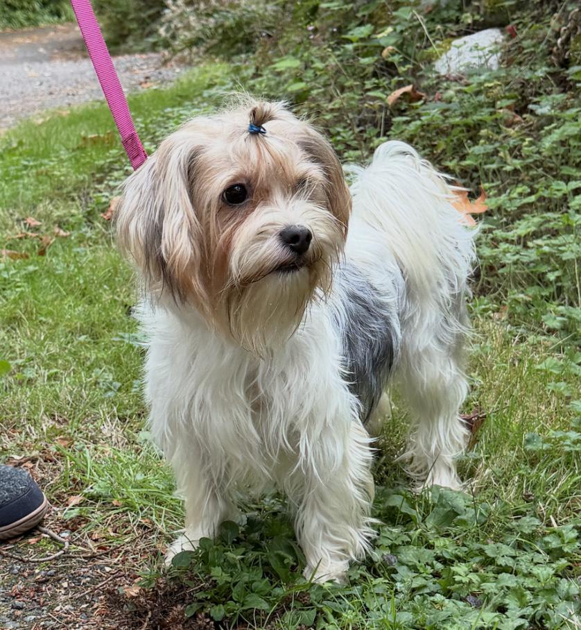 Enlarge Tilda, a Adoptable Yorkshire Terrier in Puyallup, WA image 2/4