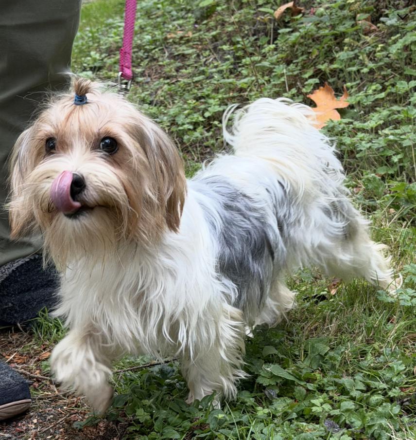 Enlarge Tilda, a Adoptable Yorkshire Terrier in Puyallup, WA image 4/4