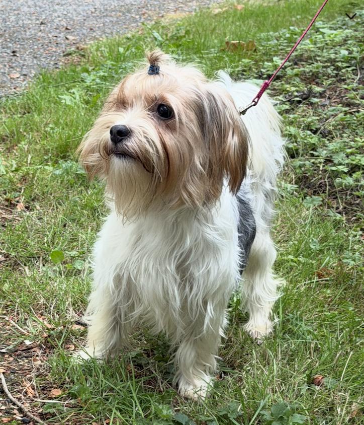 Enlarge Tilda, a Adoptable Yorkshire Terrier in Puyallup, WA image 3/4