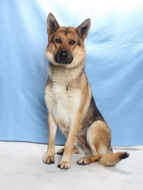 FINN, Adoptable, Adult Male German Shepherd Dog.