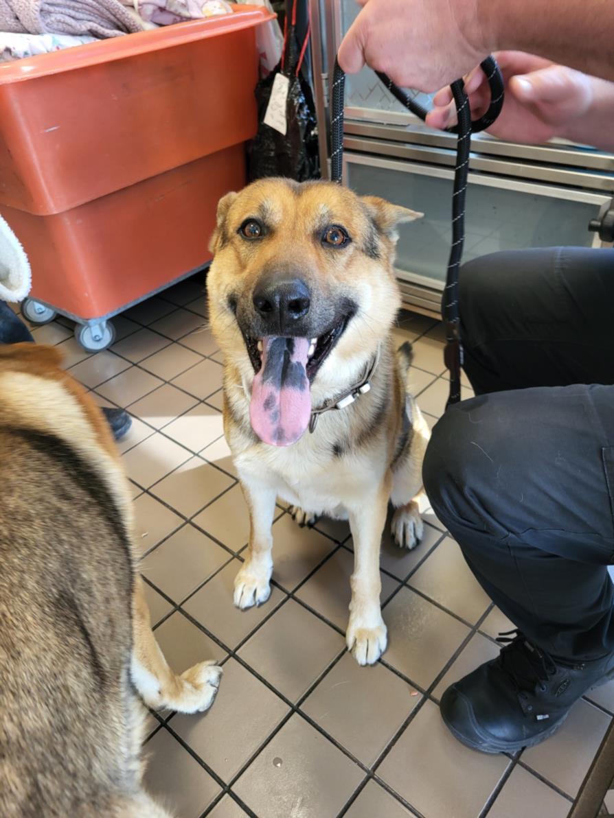 Enlarge FINN, a Adoptable German Shepherd Dog in Burbank, CA image 2/2